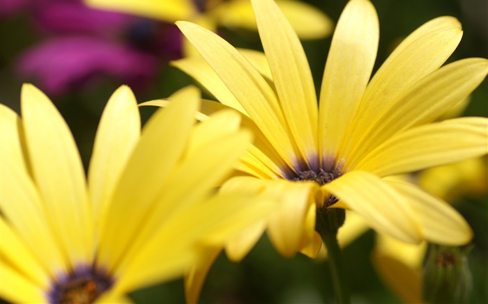 黃色的花瓣微距攝影 桌布 圖片