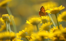 黃色的花朵，蝴蝶，模糊背景