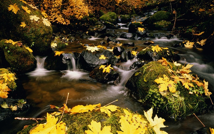 黃葉，石頭，小溪 桌布 圖片