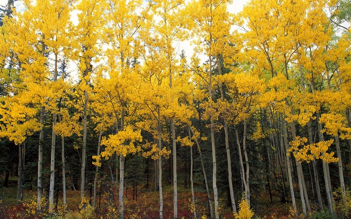 黃色的樹葉，樹木，森林，秋天 桌布 圖片