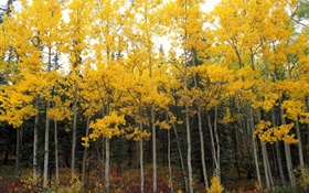 黃色的樹葉，樹木，森林，秋天 高清桌布