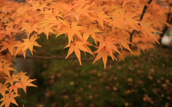 黃楓樹葉，樹枝，秋 桌布 圖片