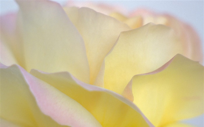 黃玫瑰花瓣特寫 桌布 圖片