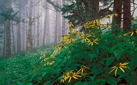 在森林黃色的野花