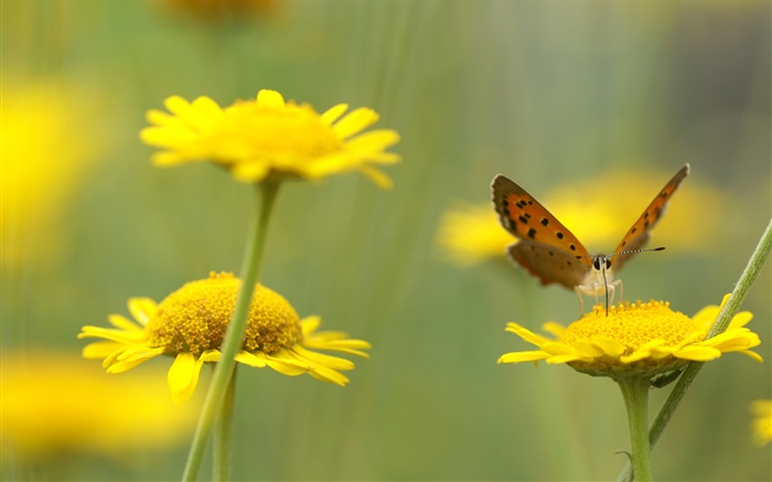 黃色野花，昆蟲，蝴蝶 桌布 圖片
