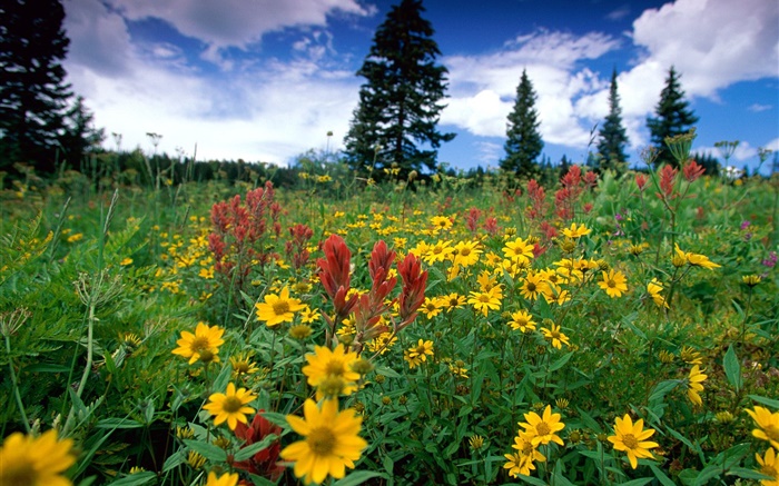 黃色野花，自然，雲 桌布 圖片