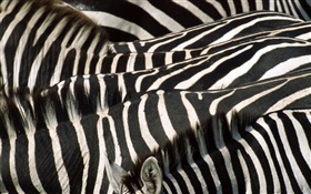 斑馬，黑色和白色的條紋 高清桌布