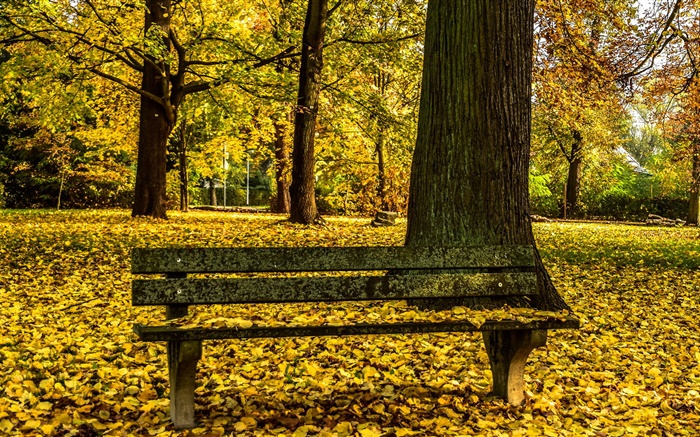 秋天，公園，長椅，樹木，黃葉地 桌布 圖片