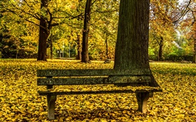 秋天，公園，長椅，樹木，黃葉地 高清桌布