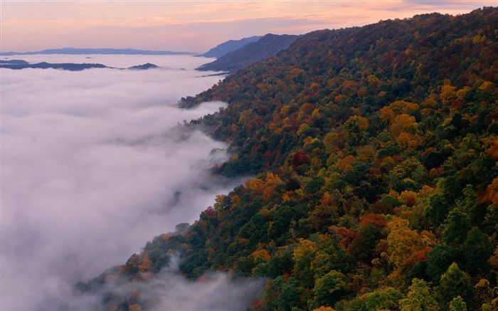 美麗的自然景觀，山，樹，秋季，霧，黎明 桌布 圖片