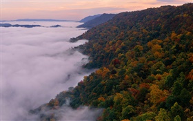 美麗的自然景觀，山，樹，秋季，霧，黎明