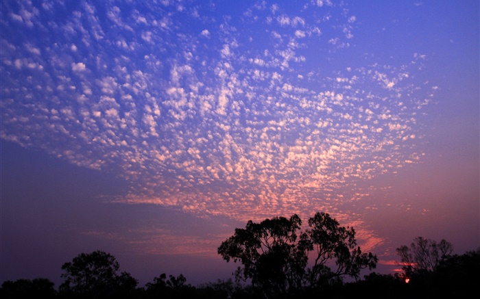 美麗的夕陽，天空，雲，樹剪影 桌布 圖片