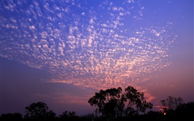 美麗的夕陽，天空，雲，樹剪影 高清桌布
