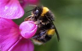 蜜蜂特寫，昆蟲，粉紅色的花 高清桌布