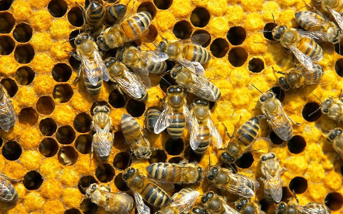 蜜蜂，蜂巢 桌布 圖片