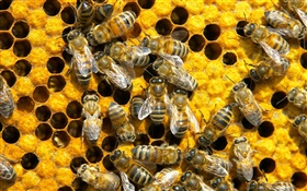 蜜蜂，蜂巢 高清桌布