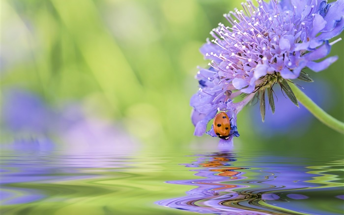 藍花，瓢蟲，水，反射 桌布 圖片