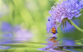 藍花，瓢蟲，水，反射 高清桌布