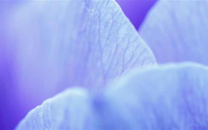 藍花瓣微距攝影 桌布 圖片