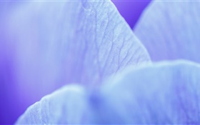 藍花瓣微距攝影 高清桌布
