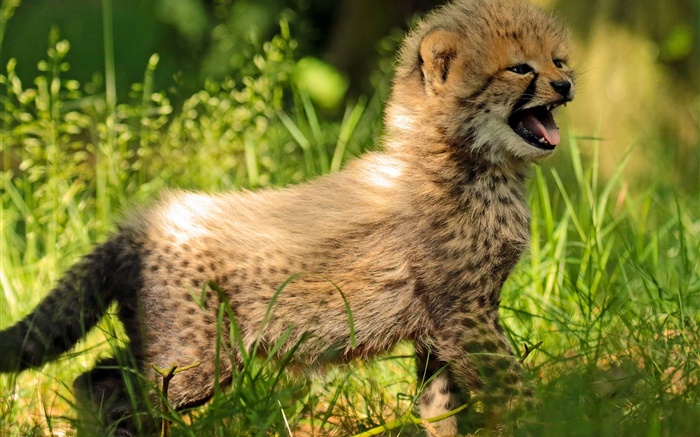 獵豹幼崽，嬰兒，草 桌布 圖片