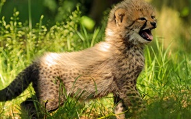 獵豹幼崽，嬰兒，草 高清桌布