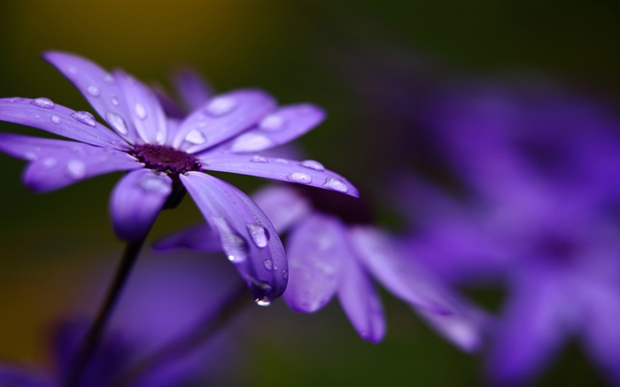 瓜葉菊，紫色的花，花瓣，水滴 桌布 圖片
