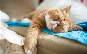 可愛的貓睡著了 高清桌布