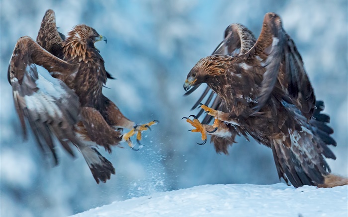 鷹，兩隻鳥，雪，冬天 桌布 圖片