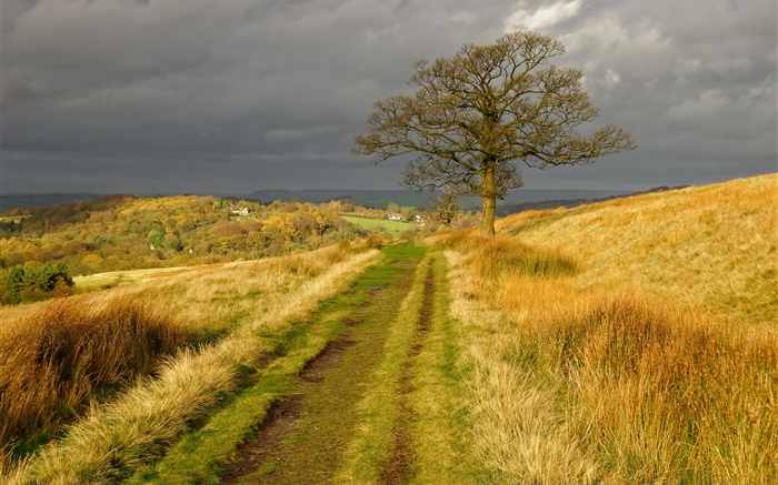 英格蘭自然風光，草，路，樹，雲，秋 桌布 圖片