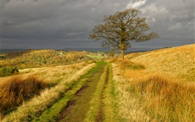 英格蘭自然風光，草，路，樹，雲，秋 高清桌布