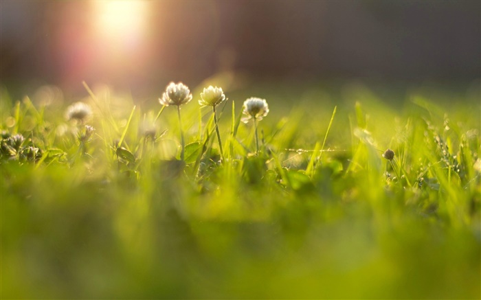 花，草，草地，太陽光線，背景虛化 桌布 圖片