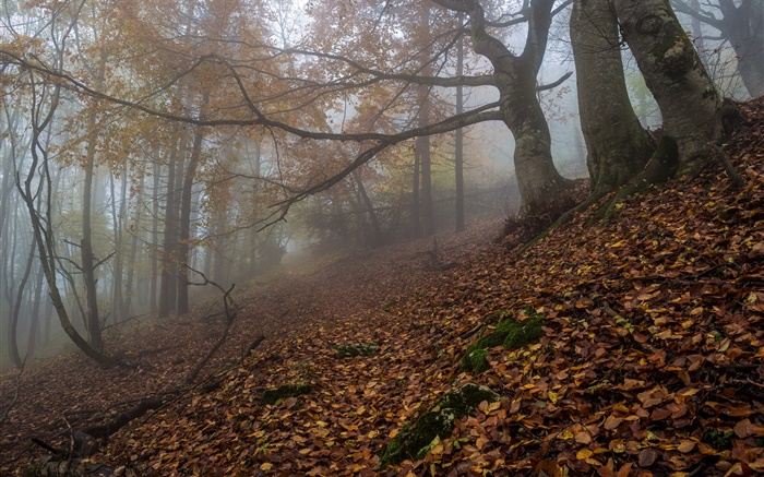 森林，自然，霧，黎明，秋 桌布 圖片
