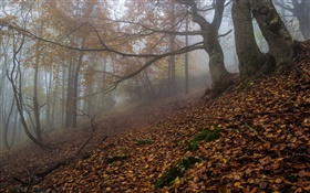 森林，自然，霧，黎明，秋