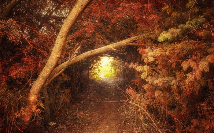 林，路，洞，秋天，自然風光 桌布 圖片