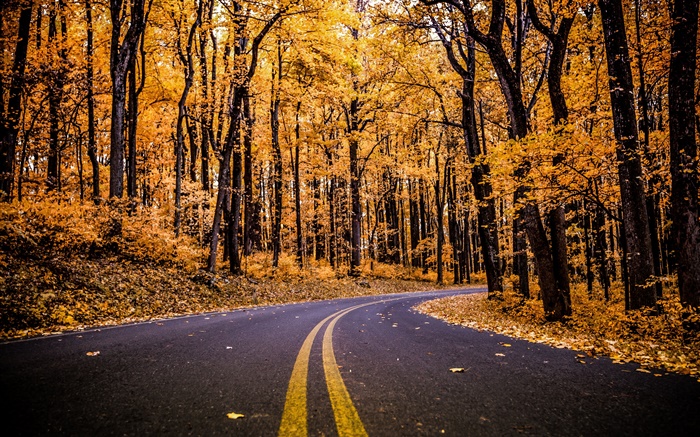 森林，道路，黃色的樹葉，樹木，秋天 桌布 圖片