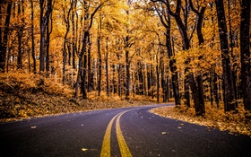 森林，道路，黃色的樹葉，樹木，秋天