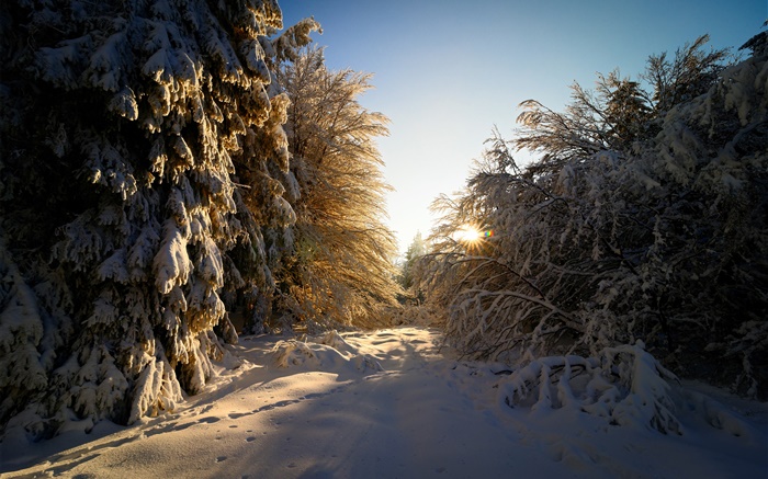 德國黑森州，冬季，雪，樹木，太陽光線 桌布 圖片