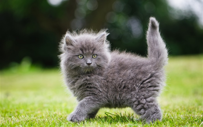 在草地上蓬鬆的灰色小貓 桌布 圖片
