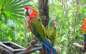 綠色羽毛的鸚鵡，樹木 高清桌布