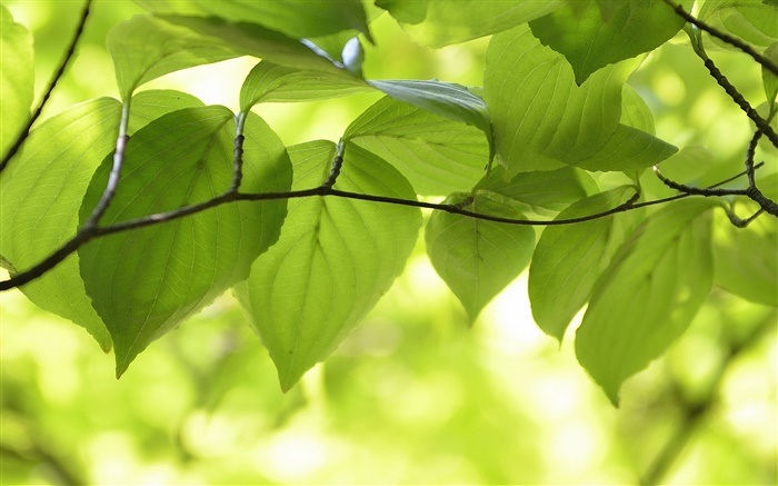 綠色的樹葉，樹枝，自然風光，背景虛化 桌布 圖片