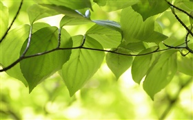 綠色的樹葉，樹枝，自然風光，背景虛化 高清桌布