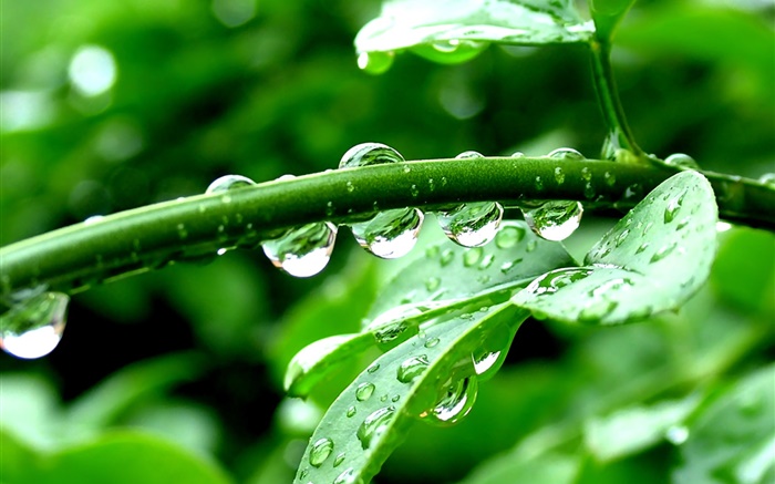 綠色植物，雨後，水珠 桌布 圖片