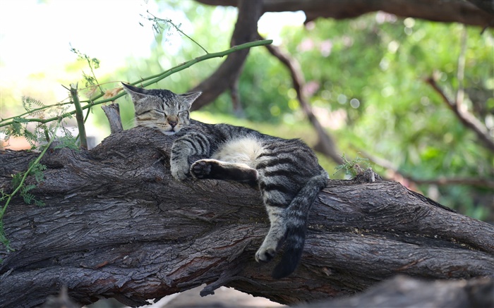 灰色小貓睡在樹上 桌布 圖片