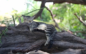 灰色小貓睡在樹上 高清桌布