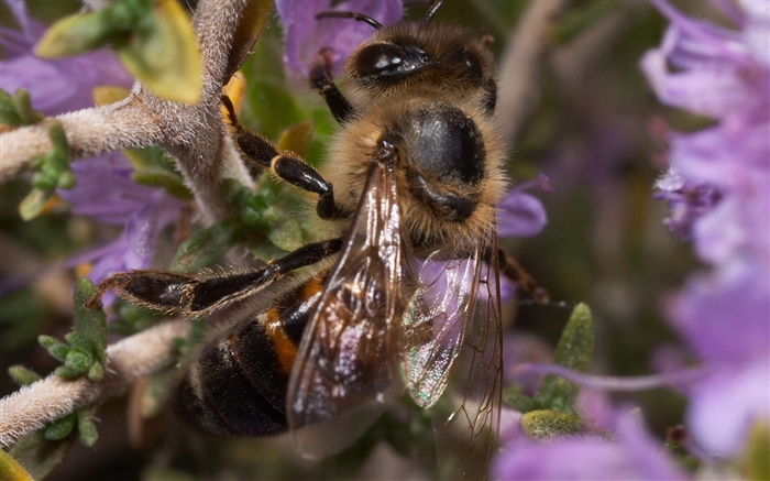 昆蟲，蜜蜂 桌布 圖片