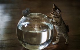 小貓想撫摸水族箱的水