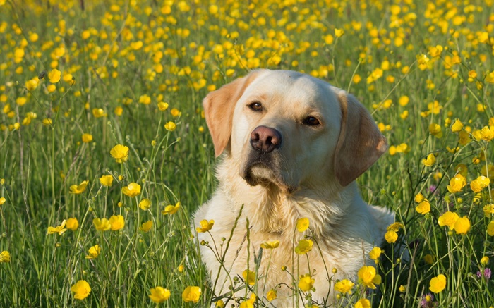 拉布拉多犬，狗在花叢中 桌布 圖片