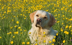 拉布拉多犬，狗在花叢中 高清桌布