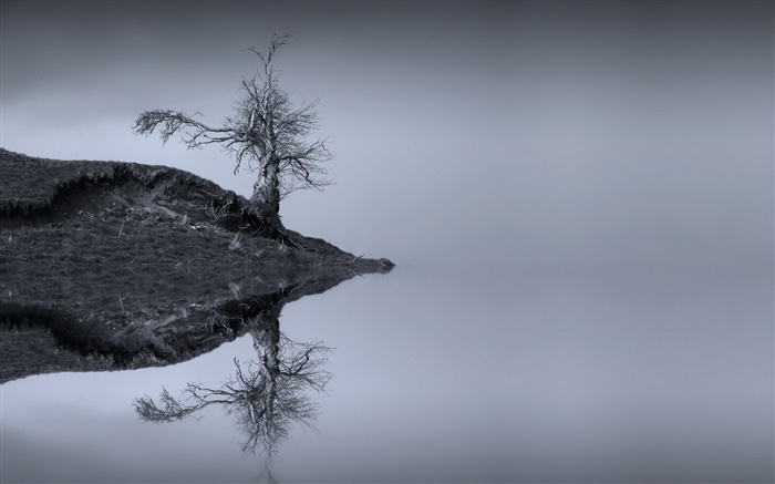 湖，樹，水中的倒影，單色，蘇格蘭 桌布 圖片